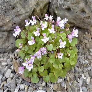 May include: A cluster of small, pink and white flowers with green leaves growing in a bed of small gray rocks.