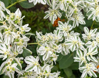 50pcs Euphorbia Marginata Pursh Seeds - Etsy