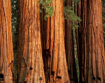 California Redwood Tree Seeds (Sequoia sempervirens) 5+Seeds