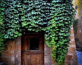 Virginia Creeper Vine Seeds (Parthenocissus quinquefolia) 30+Seeds