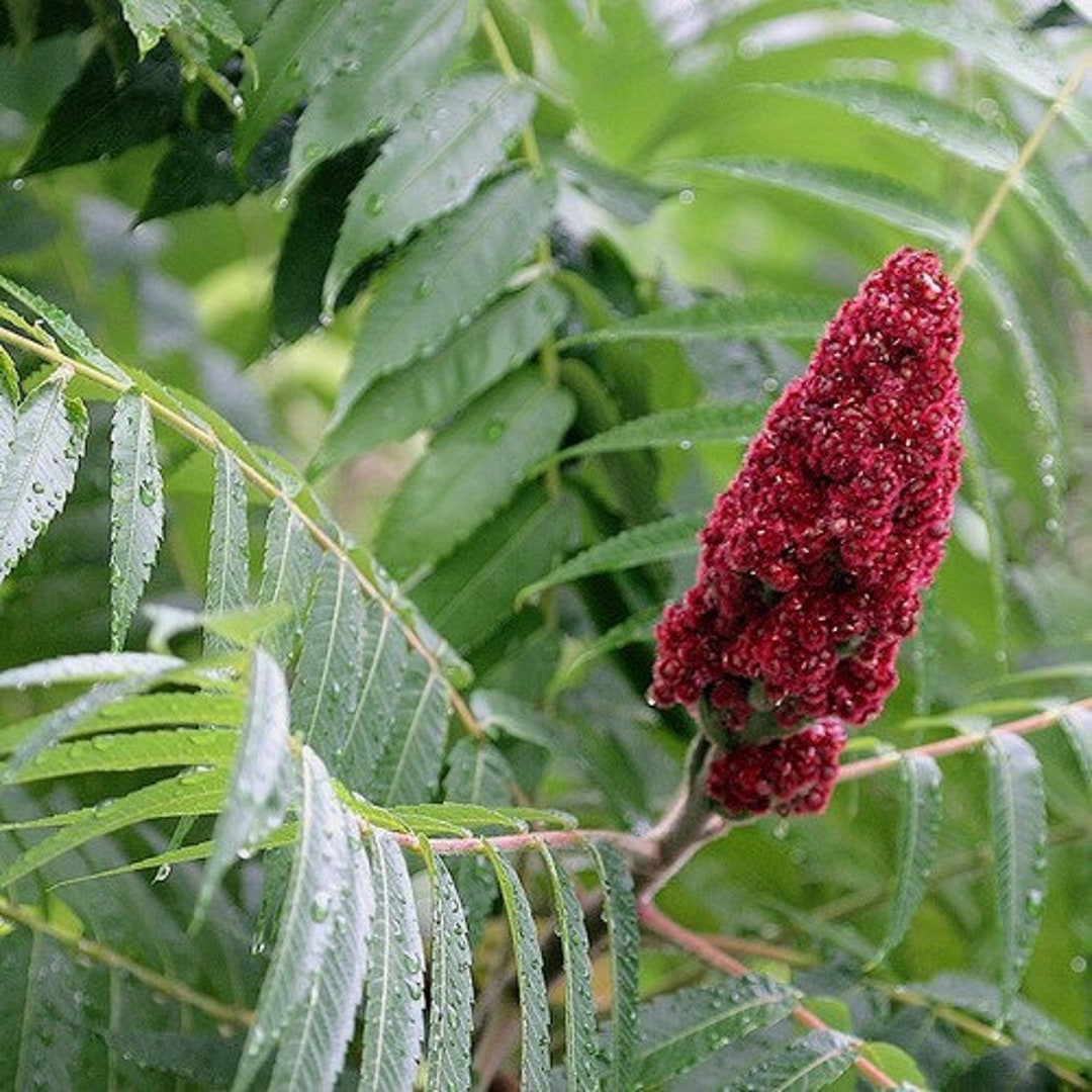 Staghorn Sumac Tree Seeds rhus Typhina 40seeds Etsy