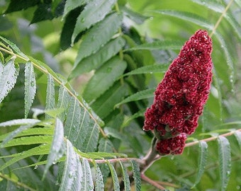 Graines de sumac corne de cerf (Rhus typhina) 40+Graines