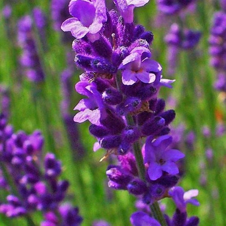 Lavender Munstead Flower Seeds Lavandula Angustifolia 100Seeds image 2