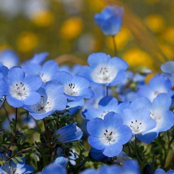 Baby Blue Eyes Flower Information: How To Grow Baby Blue Eyes