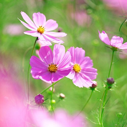 Cosmos Sensation Pinkie Flower Seeds (cosmos Bipinnatus) 50+seeds