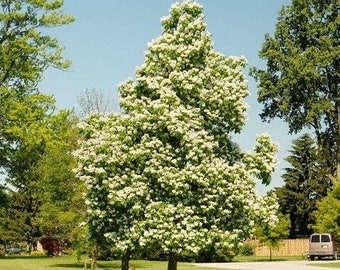 Northern Cigar Tree Seeds (Catalpa speciosa) 15+Seeds