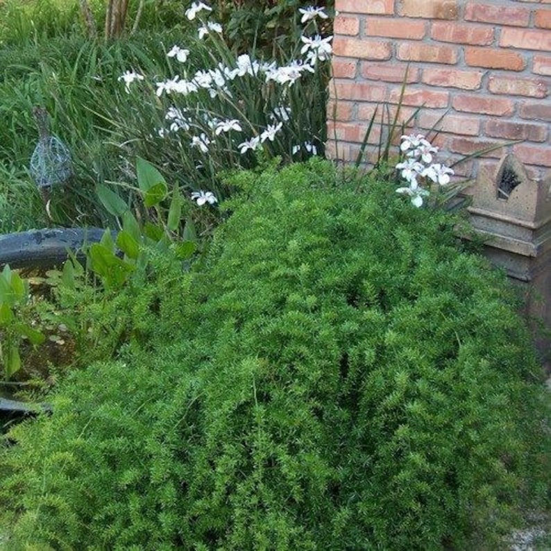 Asparagus Fern Seeds asparagus Sprengeri 30seeds Etsy