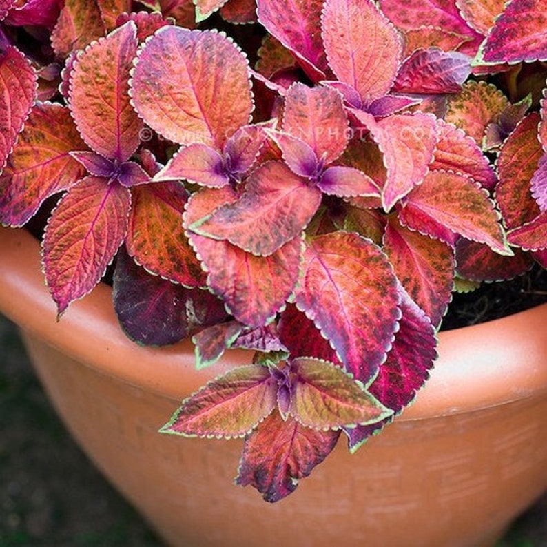 Coleus Wizard Sunset Seeds solenostemon Scutellarioides Etsy