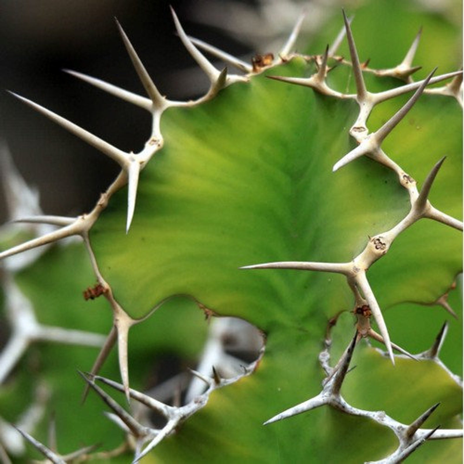 Cow Horn Cactus Seeds euphorbia Grandicornis 20seeds | Etsy