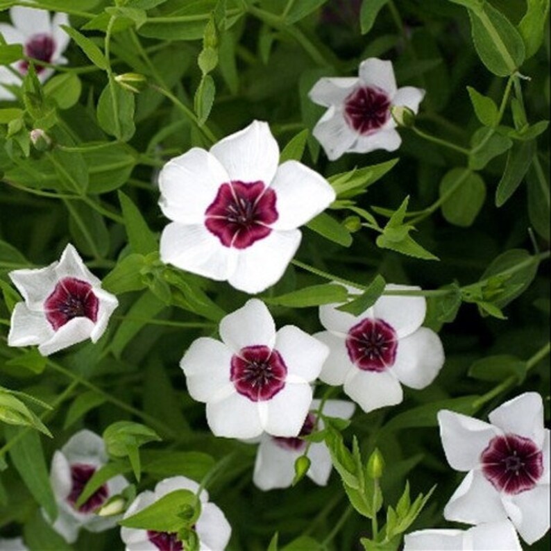 Bright Eyes Flax Flower Seeds linum Grandiflorum 50seeds Etsy