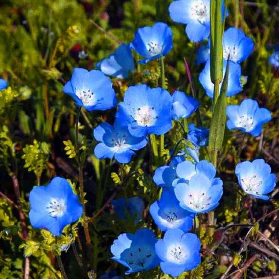 Baby Blue Eyes Flower Seeds Nemophila Menziesii 50seeds Etsy