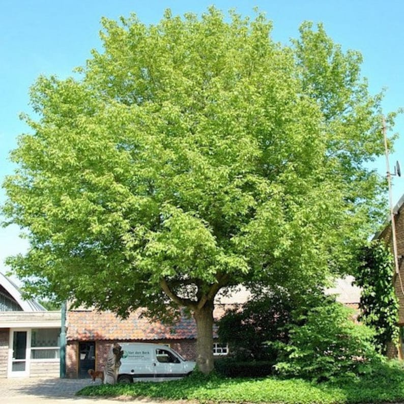 Ashleaf Maple Tree Seeds ACER Negundo 15seeds Etsy