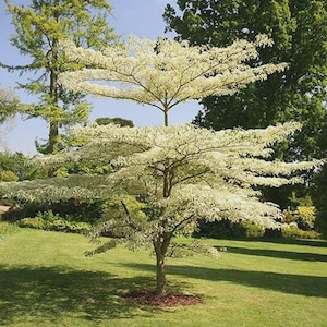 Semillas de Cornejo Gigante (Cornus controversa) 15+Semillas imagen 1