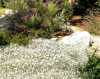 Snow in Summer Flower Seeds (Cerastium Tomentosum) 200+Seeds