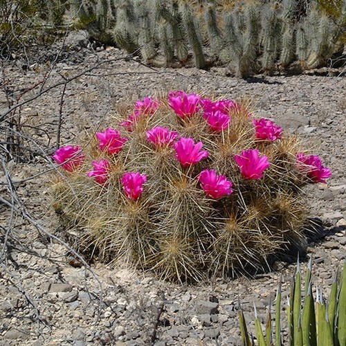 Strawberry Hedgehog Cactus Seeds (echinocereus Stramineus) 25+seeds - Etsy