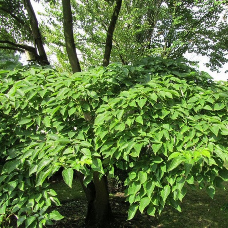 Puede incluir: Un gran &aacute;rbol verde con follaje exuberante. El &aacute;rbol tiene un tronco grueso y ramas que se extienden ampliamente. Las hojas son de un verde vibrante y parecen estar sanas y pr&oacute;speras.
