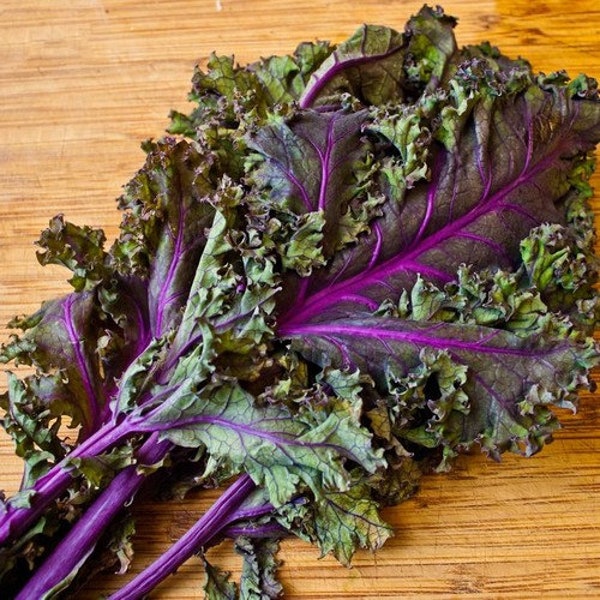Kale Red Russian Vegetable Seeds (Brassica napus pabularia) 30+Seeds