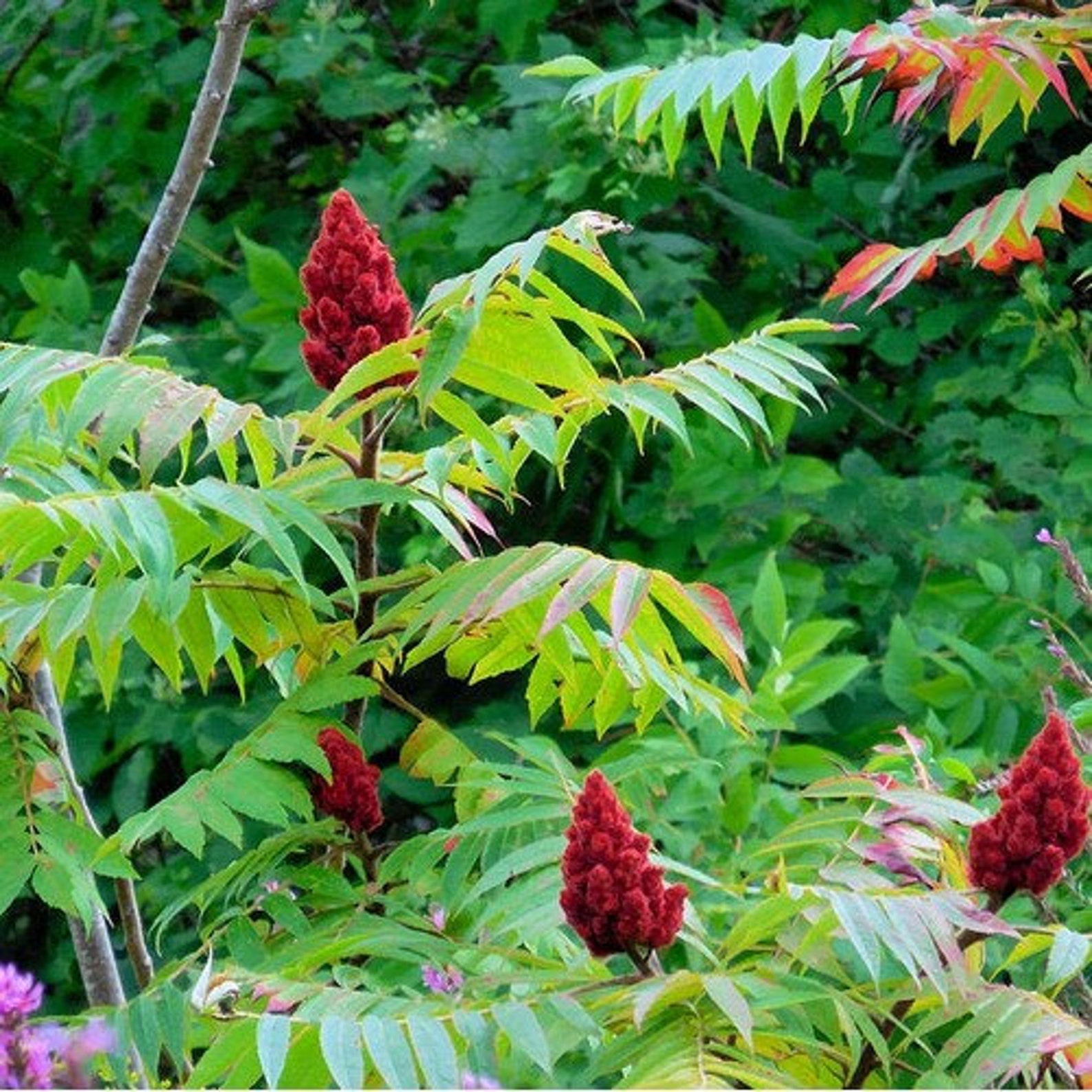 Smooth Sumac Tree Seeds rhus Glabra 25seeds Etsy