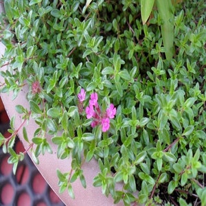 May include: A close-up of a potted plant with small green leaves and pink flowers. The plant is growing in a brown pot.