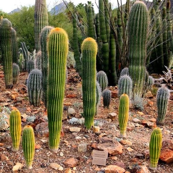 Giant Saguaro Cactus Seeds (carnegiea Gigantea) 25+seeds - Etsy