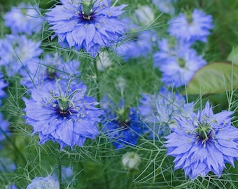 Black Cumin Herb Seeds (Nigella Sativa) 50+Seeds