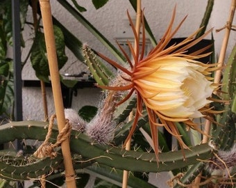 Queen of the Night Cactus Seeds (Selenicereus grandiflorus) 20+Seeds