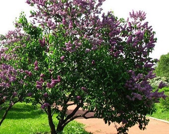 Semi Lilla Viola Syringa Vulgaris - Arbusto Profumato - Foto 2