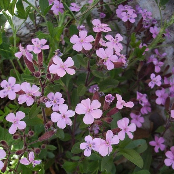 Soapwort Pink Beauty Flower Seeds saponaria Vaccaria 50seeds - Etsy