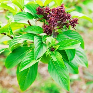 Cinnamon Basil Herb Seeds (Ocimum Basilicum) 50+Seeds