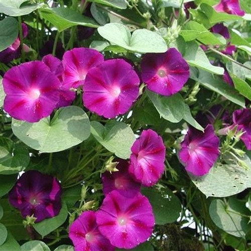 Morning Glory Crimson Rambler Flower Seeds (Ipomoea Purpurea) 20+
