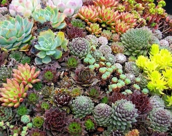 Succulent Varieties Mix Large Seeds 20+Seeds