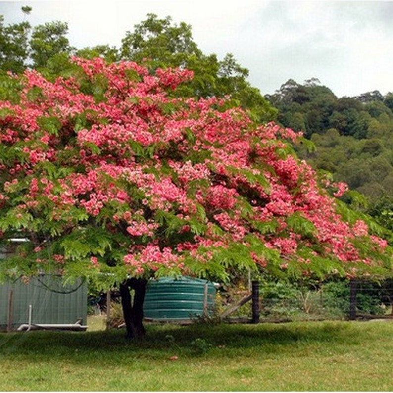 Apple Blossom Cassia Tree Seeds Cassia javanica 25Seeds image 1