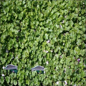 May include: A close-up of a green ground cover plant with small purple flowers. The plant is labeled "Sunshine Mimulus Tiny Tim".