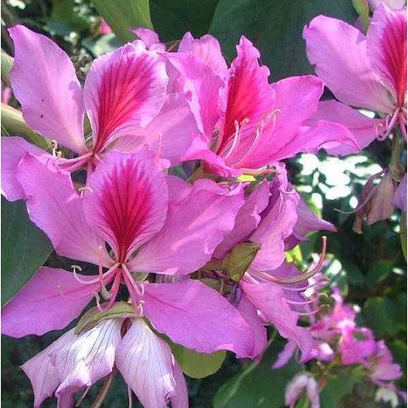 Pink Orchid Tree Seeds bauhinia variegata 5Seeds image 3