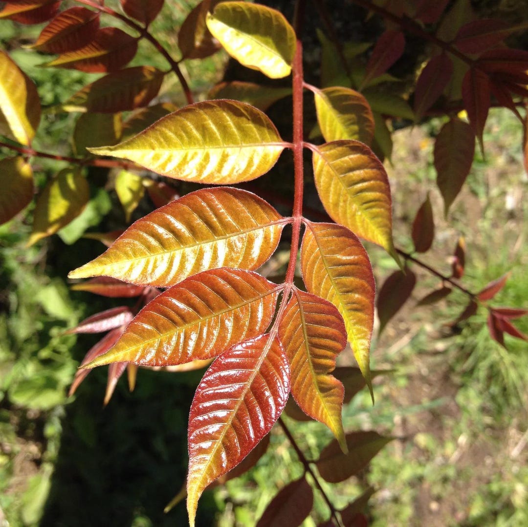 Chinese Lacquer Tree Seeds (toxicodendron Vernicifluum) 25+seeds - Etsy