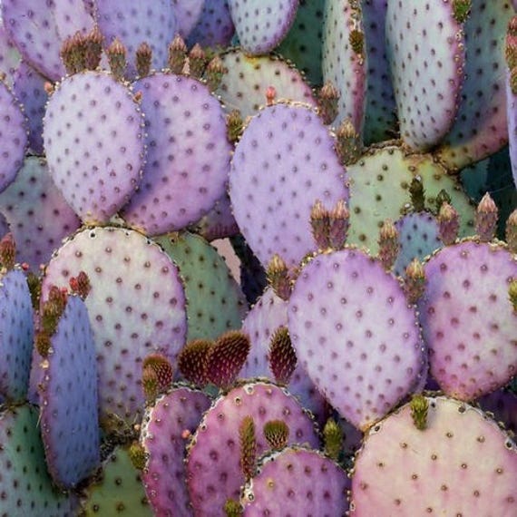 Purple Prickly Pear Cactus Seeds (opuntia Violacea V. Santa Rita) 20+seeds  - Etsy