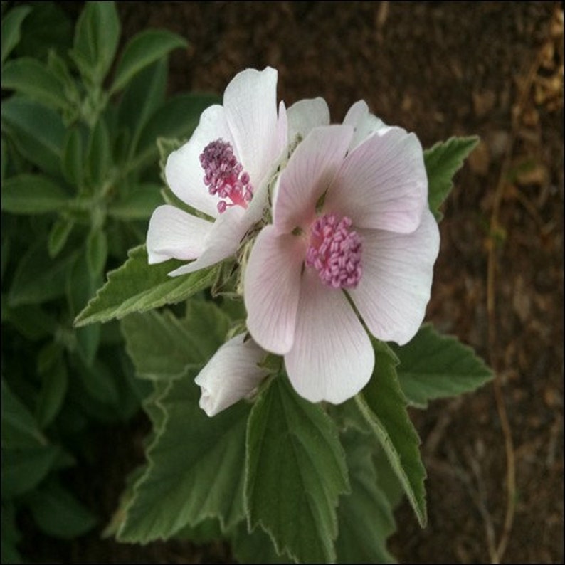 Marsh Mallow Flower Seeds Althaea Officinalis 50Seeds image 3