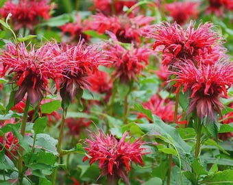 Scarlet Bee Balm Seeds (Monarda Didyma) 15+Seeds