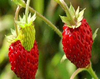 Wild Strawberry Seeds (Fragaria Vesca Baron Solemacher) 100+Seeds