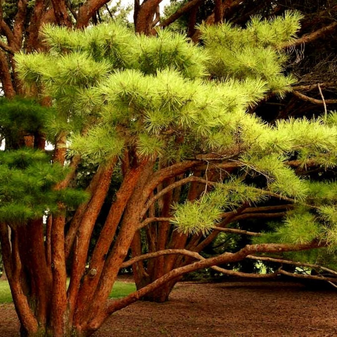 Japanese Red Pine Tree Seeds (pinus Densiflora) 20+seeds - Etsy