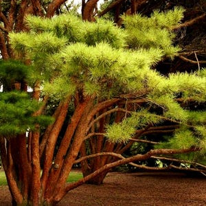 wildflower seeds for shade Shady Wildflower Mix - Bulk Seed