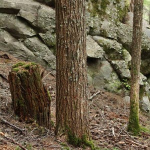 Western Hemlock Tree Seeds Tsuga heterophylla 25Seeds image 2