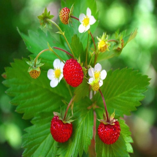 Wild Strawberry Seeds (Fragaria Vesca Baron Solemacher) 100+