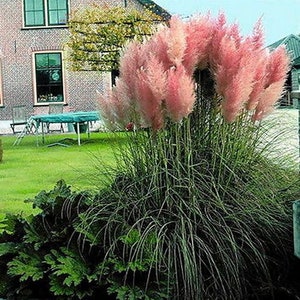 Pampas Pink Ornamental Grass Seeds Cortaderia selloana 50Seeds image 3