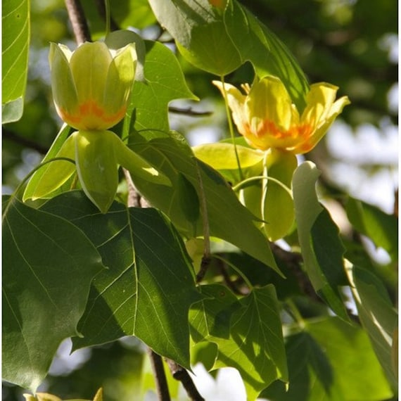 Chinese Tulip Tree Semente 30 PCS Plants Liriodendron Chinensis Home Garden Seed Chinese Tulip Tree Semente 30 PCS Plants Liriodendron Chinensis Home Garden Seed