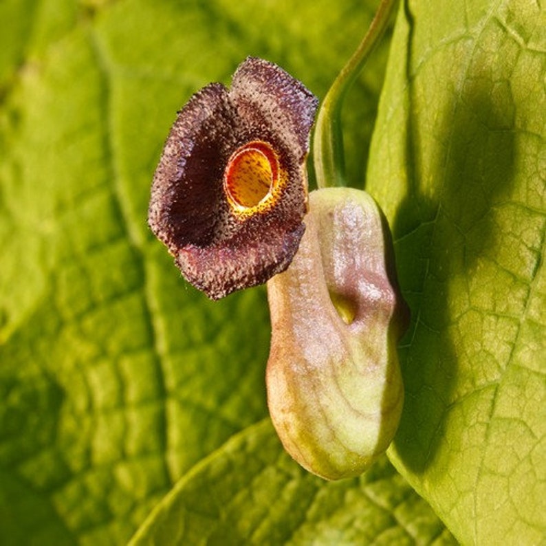 Dutchman's Pipe Vine Seeds Aristolochia durior 15Seeds imagem 3