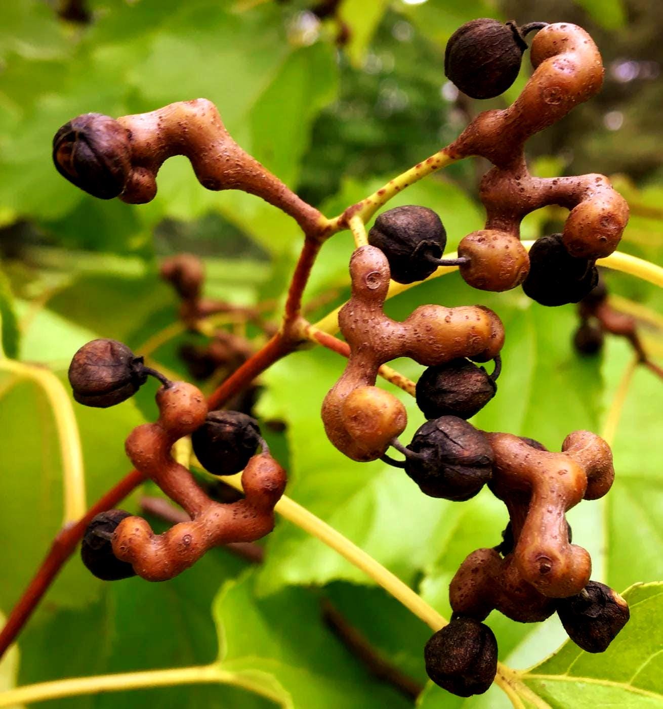 Japanese Raisin Tree Seeds (Hovenia dulcis) 15+Seeds - Etsy 日本