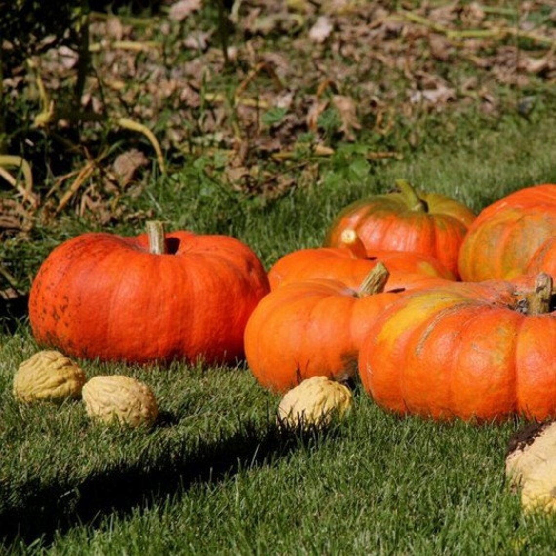 10+ Cinderella Pumpkin Seeds [Rouge vif D'Etampes] | RARE HEIRLOOM, NON-GMO