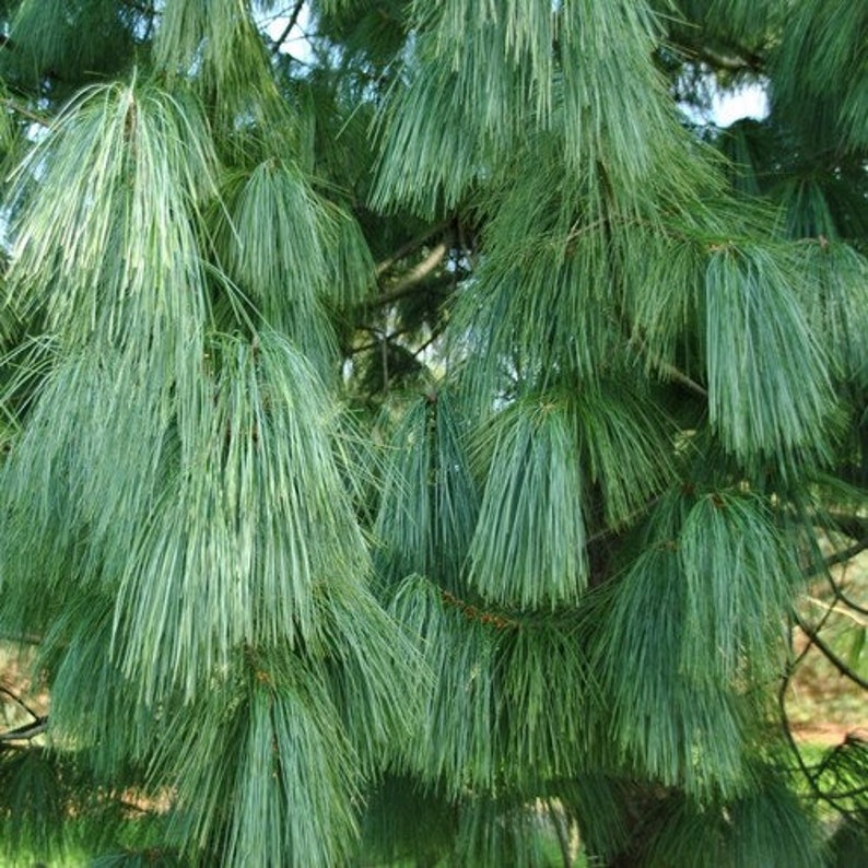 Himalayan White Pine Tree Seeds Pinus wallichiana 20Seeds image 2