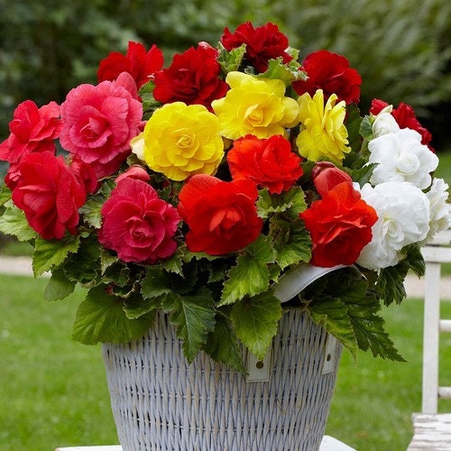 Begonia Double Mix Flower Seeds Begonia Tuberosa Double